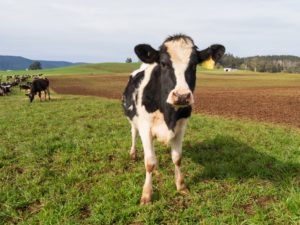 今年もお世話になりました。