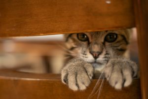 お知らせです。（わたし的には悲しくもある）